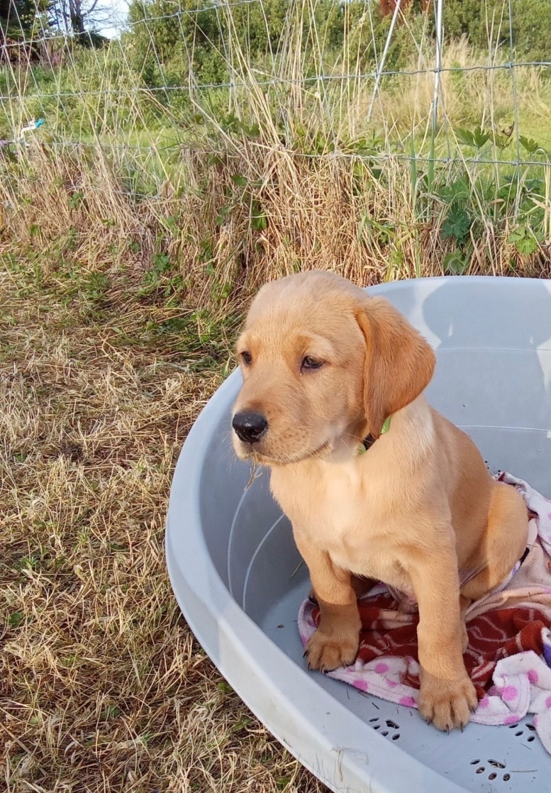 Szczenięta labradora