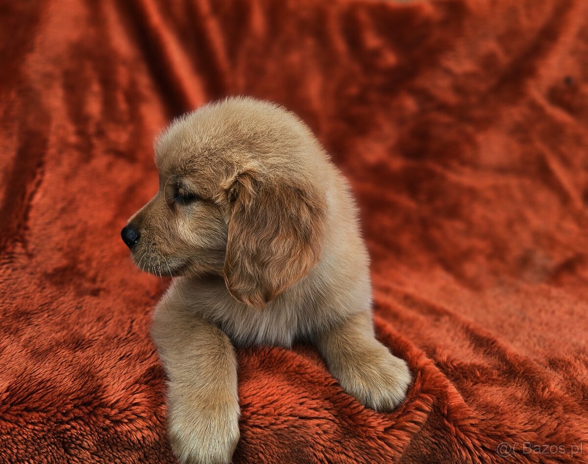 Golden Retriever ciemno - złote szczeniaki