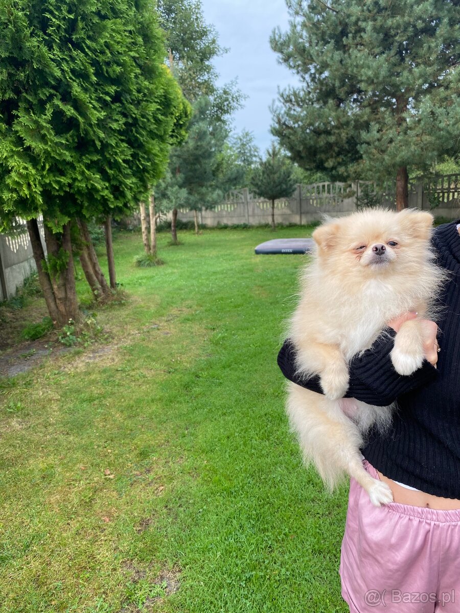 Beautiful Cream Female Pomeranian FCI