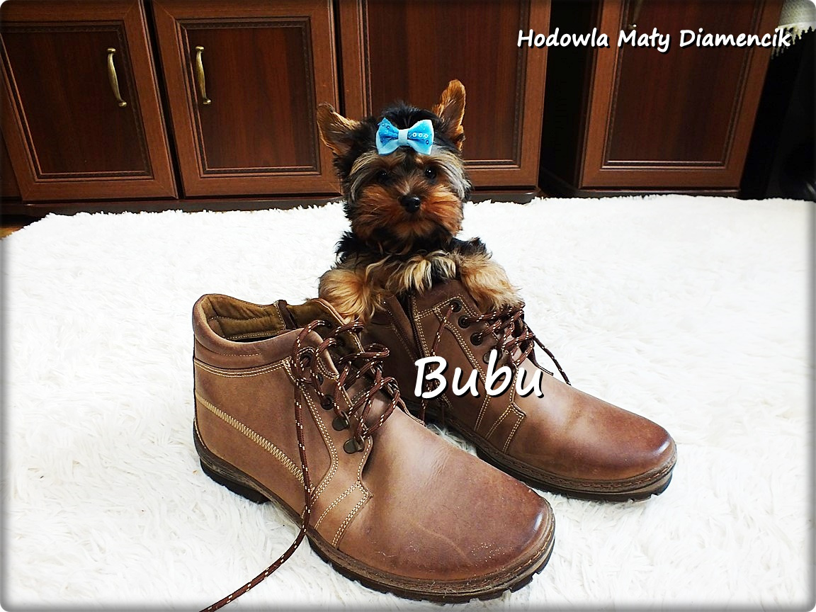 Yorkshire Terrier Bardzo malutki piesek York z Rodowodem