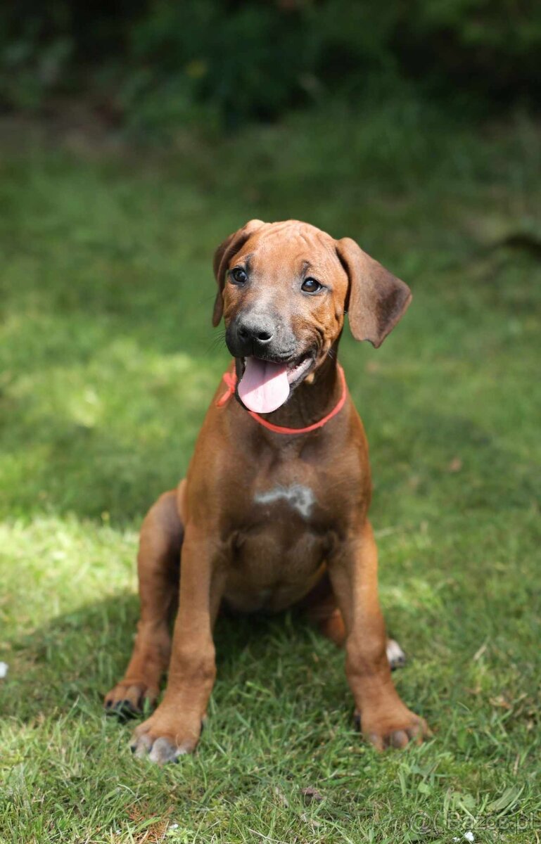 rhodesian ridgeback suczka