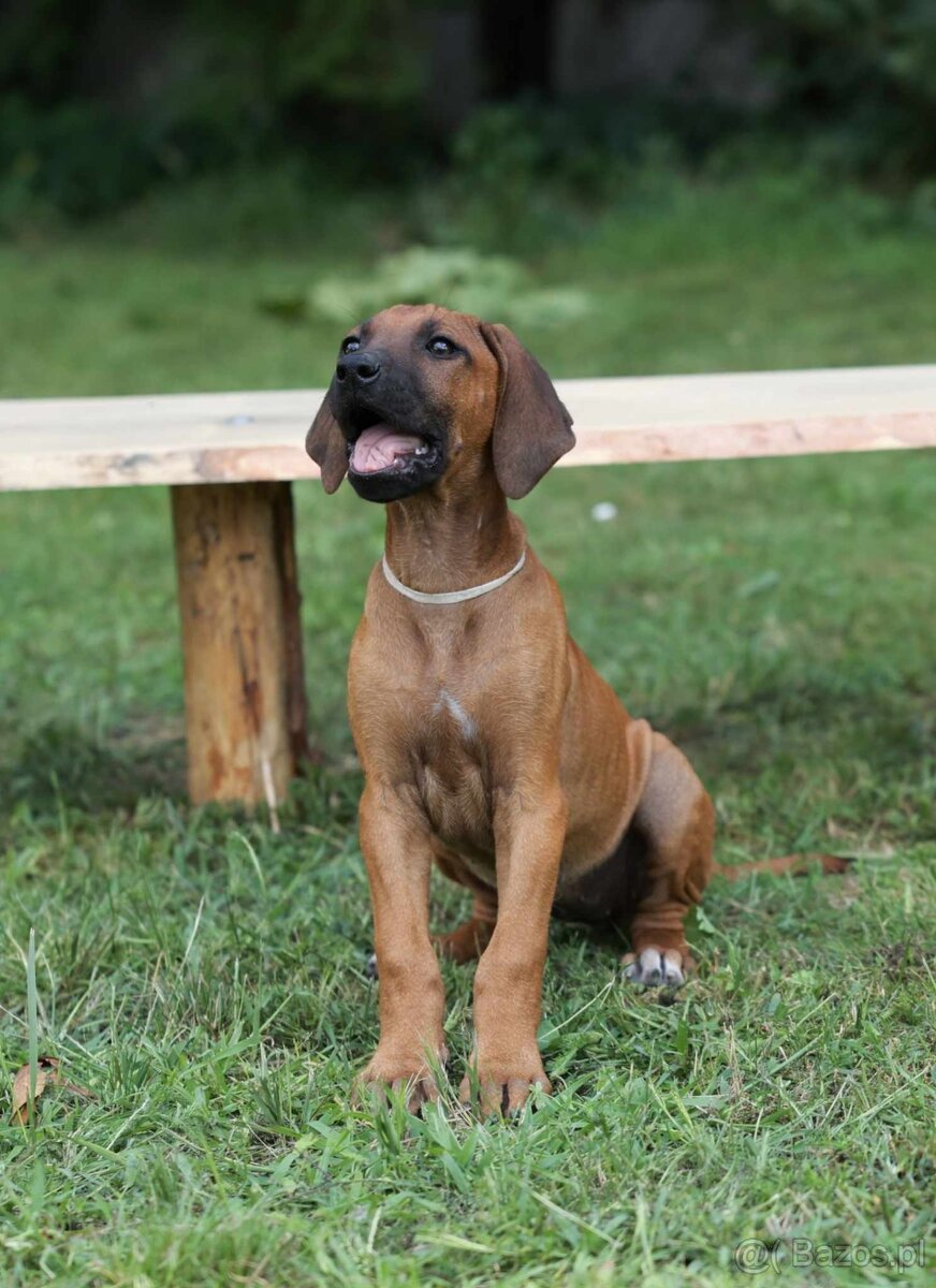 rhodesian ridgeback przepiekna suczka