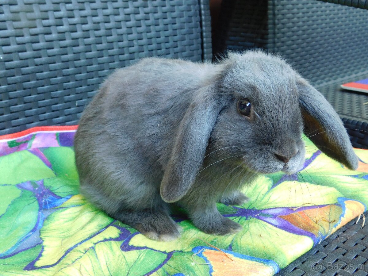 Niebieskie baranki mini lop samiczki