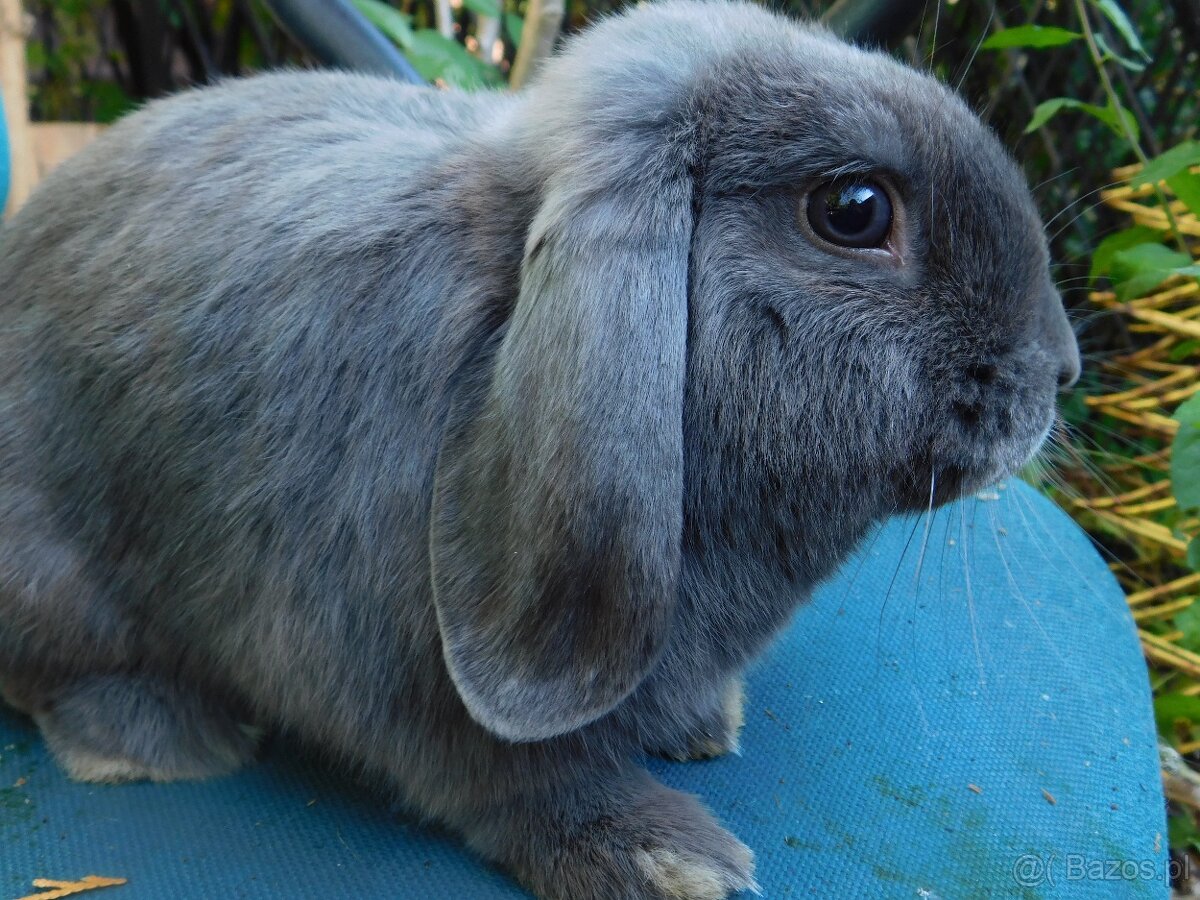 Samczyki mini lop