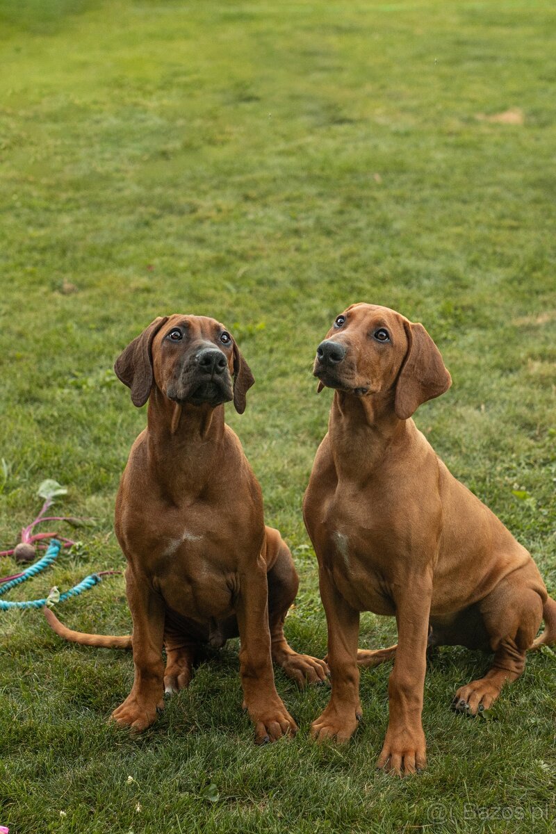 Piękne Rhodesian ridgeback