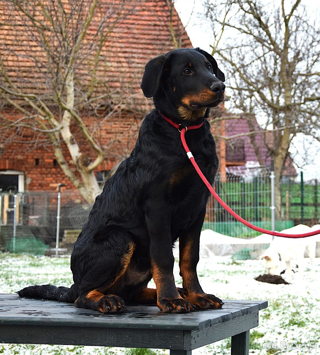 Beauceron - szczenięta FCI