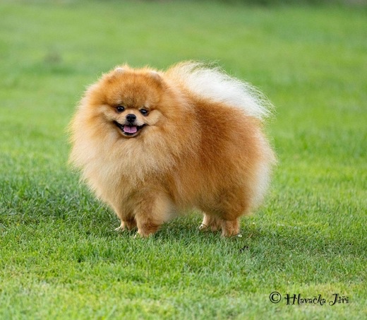 Pomeranian s rodowodem ČMKU/FCI - dziewczyny