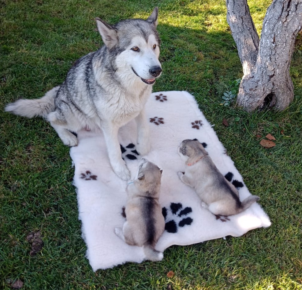 Alaskan malamute