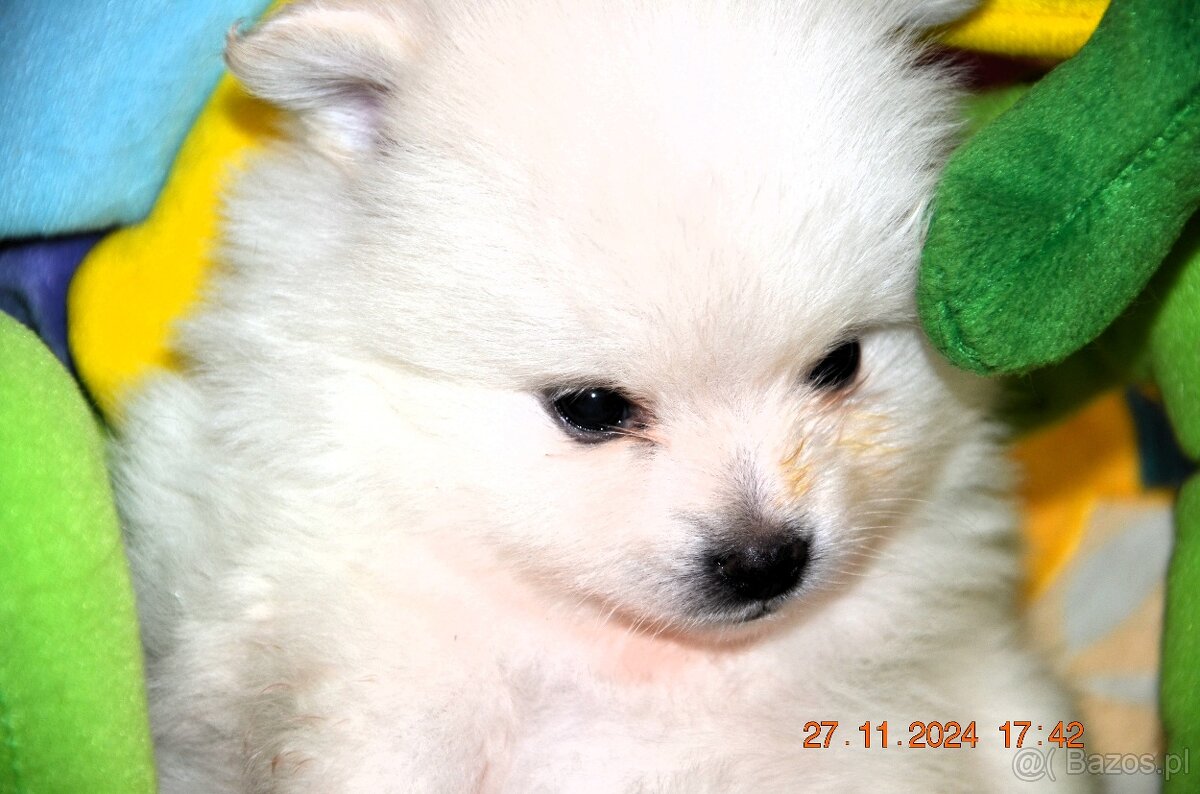 Pomeranian#FCI#