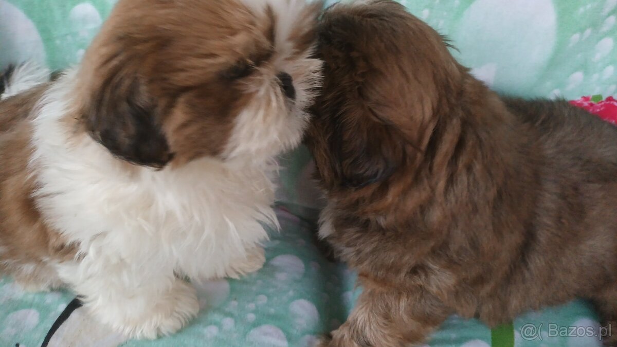 Shih Tzu