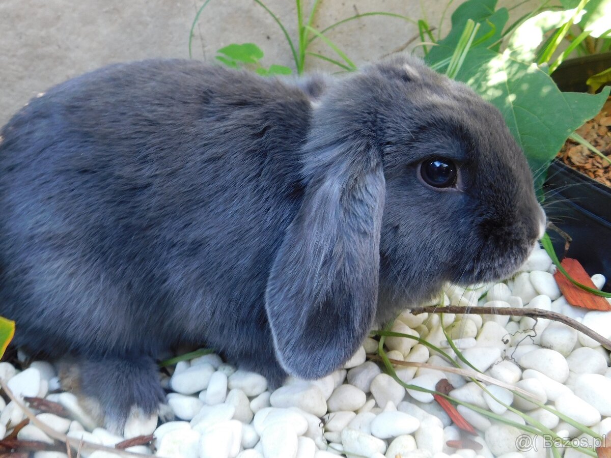 Niebieskie baranki mini lop