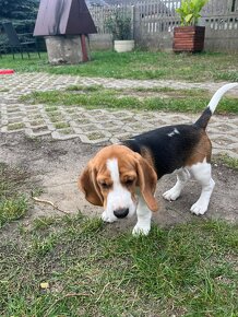 Szczeniak Beagle suczka ZKwP, Gotowa do odbioru - 10