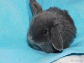 Niebieskie baranki mini lop - 10