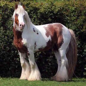 Irish Cob - Luksusowy ogier - 10