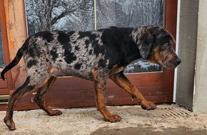 Louisiana Leopard,  Catahoula - 10