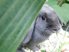 Samiczka niebieska mini lop - 10