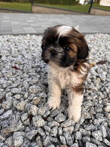 Przepiękne suczki | Emilo Wonderful Shih Tzu - 10