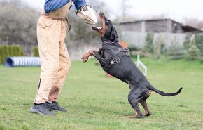 Szczenięta dobermana z rodowodem (CZ) - 10