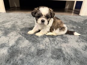 Shih-tzu z rodowodem, Shih tzu, Shi tzu, si cu - 10