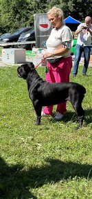 Szczeniaki Cane Corso Italiano - 10