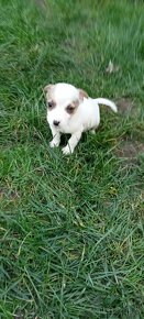 Jack Russell terrier - 10