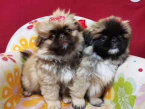 Pekińczyk Pekińczyki Nie Shih Tzu - 10