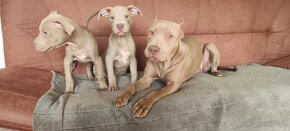 American Pit Bull Silwerfawn pitbull - 10