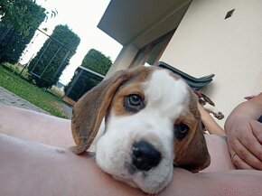 Beagle tricolor - 10