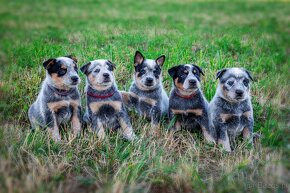 Australian cattle dog - 10