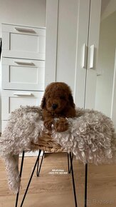 Pudel zabawkowy  / Toy Poodle / Toy Pudle / Той Пудель - 10