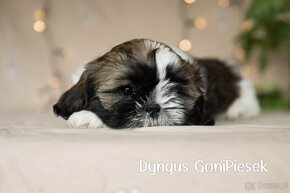 Shih Tzu Tricolor - 10