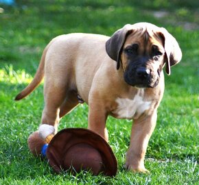 SPRZEDAM szczenieta rasy boerboel - 10