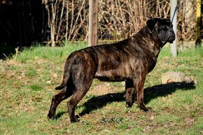 Cane Corso szczenięta - 10