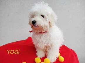 Samiec Piesek Coton De Tulear Szczenię szczeniak Kraków YOGI - 10