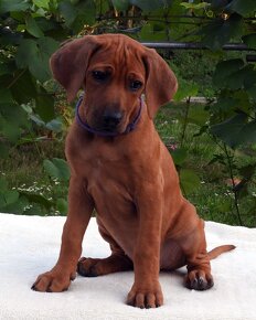 Rhodesian Ridgeback piękne szczenięta wystawowe FCI. - 10