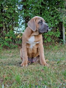 Cane Corso Italiano Puppies (FCI) - 10