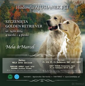 Golden Retriever - 10