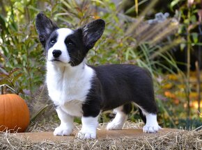 Welsh Corgi Cardigan FCI - 10