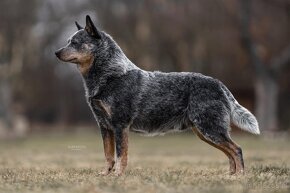 ACD Australijski pies pasterski  AUSTRALIAN CATTLE DOG - 10