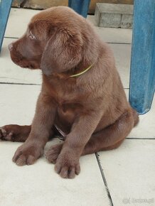 Szczeniaki labrador retriever rodowodowe - 10