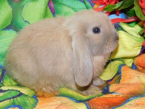 Beżowy królik mini lop samczyk - 10