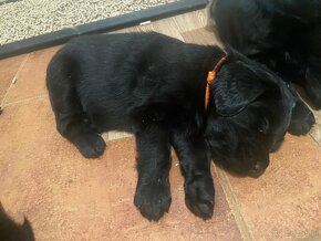 Flat coated retriever štěňata s PP - 10