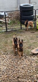 Owczarek belgijski - Malinois - 10