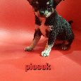 Piesk chihuahua Tricolor - 10