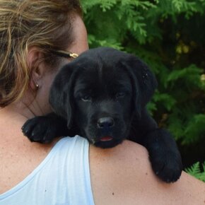 Labrador retriever čierny - 10