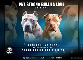 American Bully xl - 10