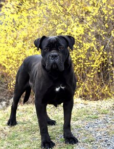 Cane Corso szczenięta FCI pedigree - 10