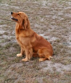 Golden Retriever ciemno - złote szczeniaki - 10