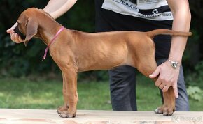 rhodesian ridgeback przepiekna suczka - 10