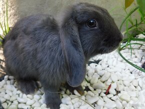 Niebieskie baranki mini lop samiczki - 10